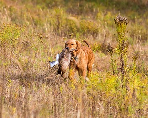 Marsha Wilcox's Pete