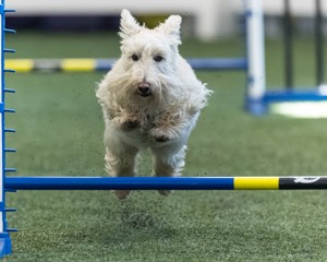 Monty Krapf