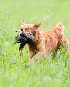 20160605-SHRL-0121.jpg