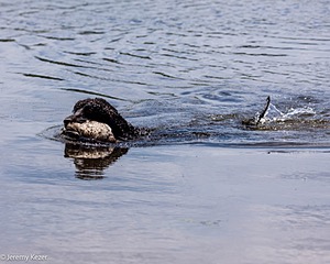 Ghillie