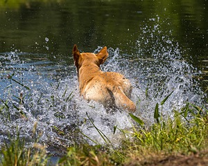 Trout Cosgrove