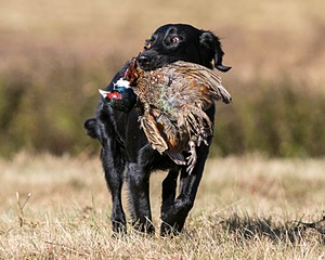 Hunter