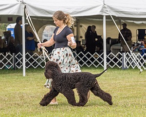 24 - POOLE'S IDE MODERN LOVE CGC (Remi)
