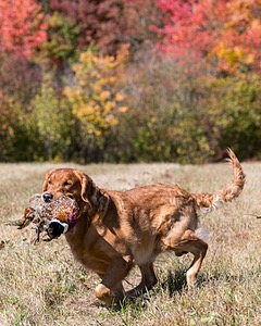 Chase