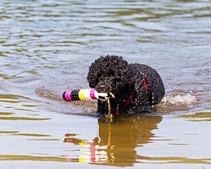 Phelps