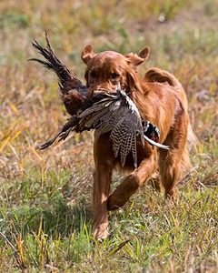 Tracker