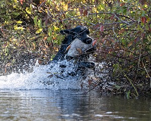 Hunter