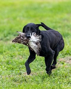 Cane Robichaud