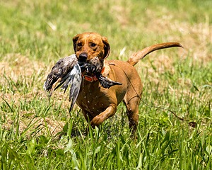 Rosie Wilson