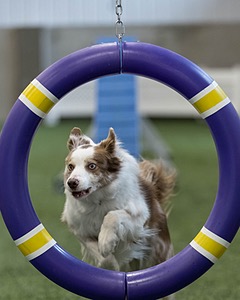 Furgus Standish
