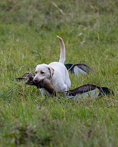 Frankie Field