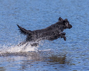 Ruger Bodine