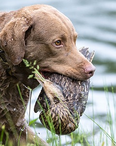 Hunter Law