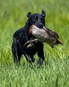 Duke Doyon
