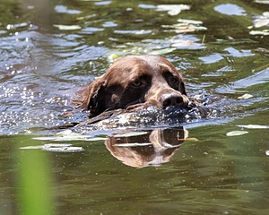 Otter Donlon