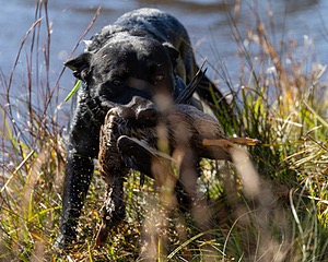 Ruger Harrelson
