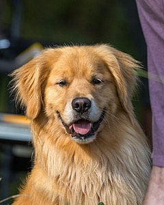 Bowie Mack