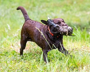 Jasmine