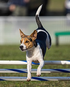 Moo Henderson