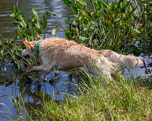 Rio Drager