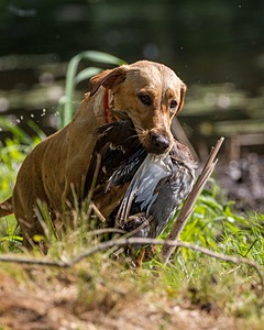Lily