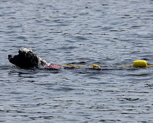 Sea Proulx