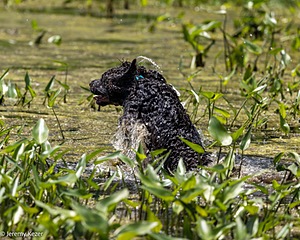 Ghillie