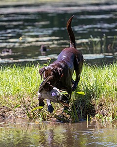Gauge Mallette