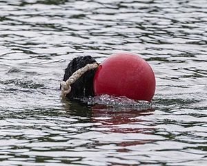 Boaty Bellicose