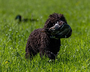 Ghillie Kezer