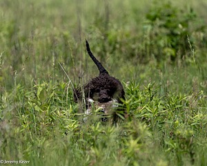 Ghillie Kezer