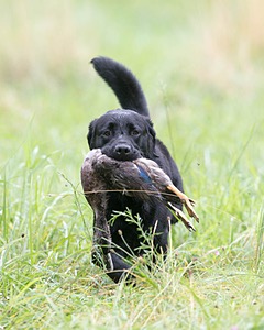Ranger schuko
