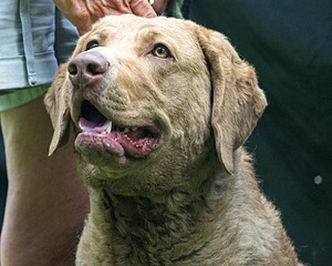 Brooklyn Foster