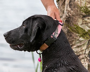 20170603-SHRW-2010.jpg