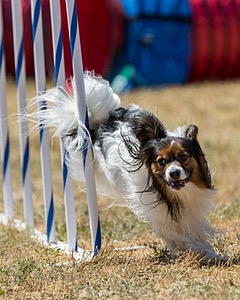 20160618-CCKC-1881.jpg