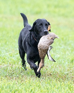 Shaker Mikesoll