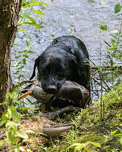 Josie