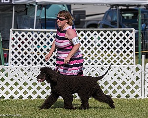 60 - GCH CH All Green Wi'Envy V Alpha Nordic CD RE RATN DS CGCA TKN