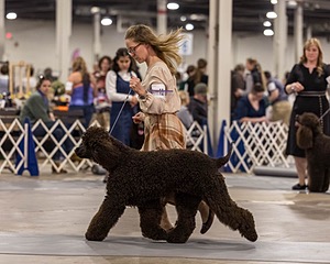 12 - GCH EPIK'S IN OMNIA PARATUS CGC ATT BCAT (Myna)