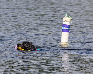 Nauti