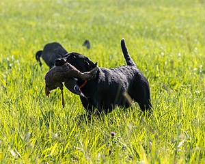 Buster Lobley