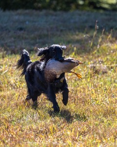 Dolly Partridge