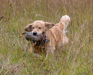 Opie McGee