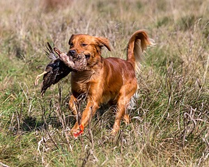 Huckleberry