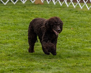 1203 - POOLE'S IDE SWEETWATER EDDY CD PCD BN RI (Eddy)