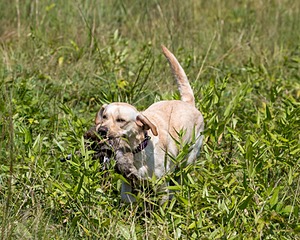 Moxie Duke