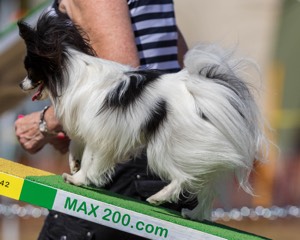 Maximus Johnson