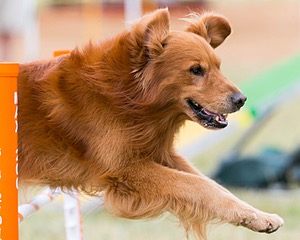 20150612-CCKC-0057.jpg