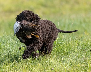 Ghillie Kezer