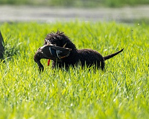 Ghillie Kezer